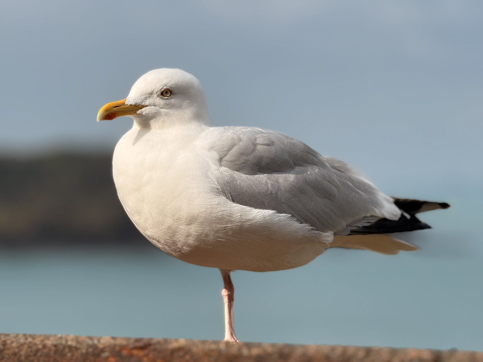 Download free bootstrap 4 landing page, free boootstrap 4 templates, Download free bootstrap 4.1 landing page, free boootstrap 4.1.1 templates, Creative studio Landing page